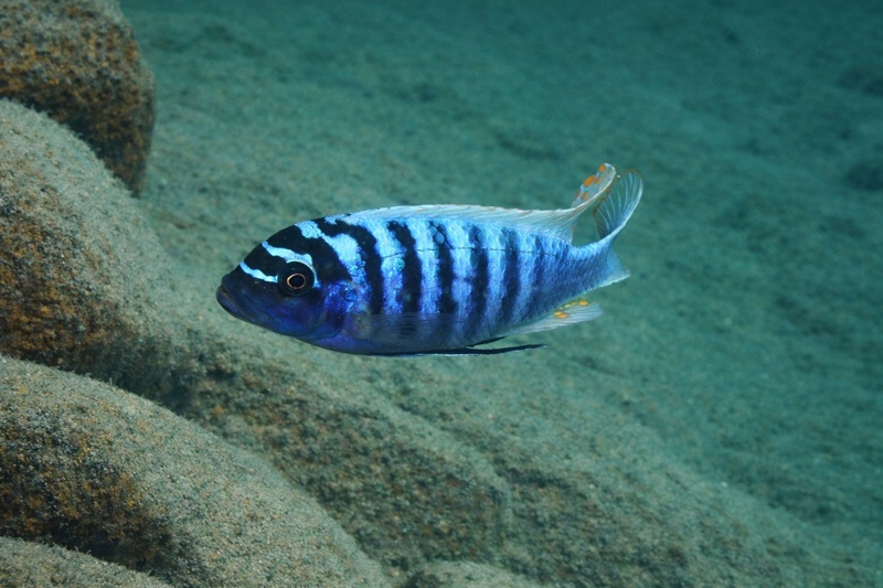 Maylandia zebra 'Border'
